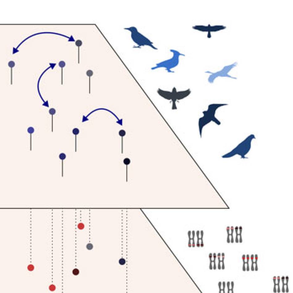 Open post-doctoral position : Coupled modelling of population genetic structure and metacommunity dynamics in habitat networks